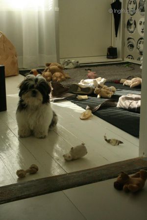 Dog Photo