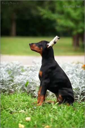 Dog Photo