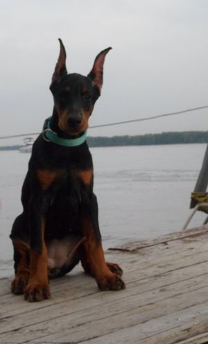 Dog Photo