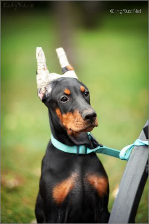 Dog Photo