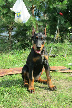 Dog Photo