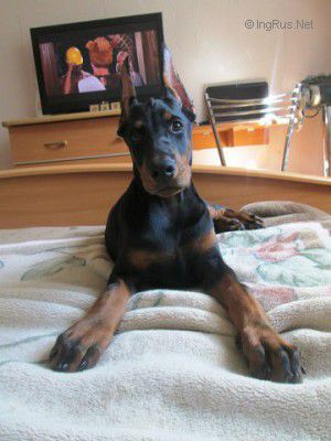 Dog Photo