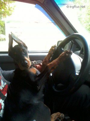 Dog Photo