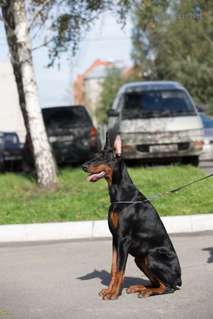 Dog Photo