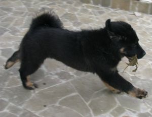 Dog Photo