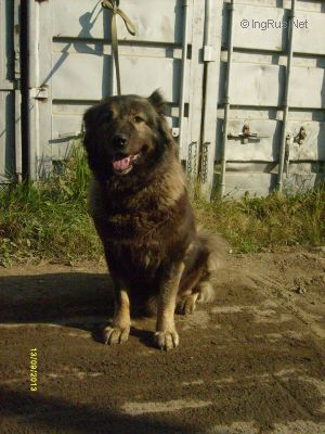 Dog Photo