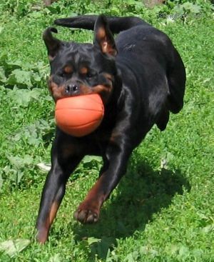Dog Photo