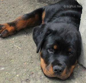 Dog Photo
