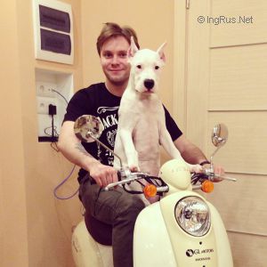 Dog Photo