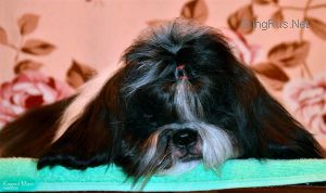 Dog Photo
