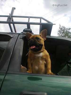 Dog Photo