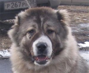 Dog Photo