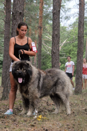 Dog Photo