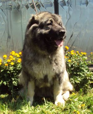 Dog Photo