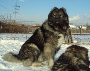 Dog Photo