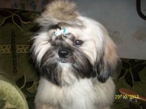 Dog Photo