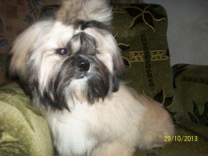 Dog Photo