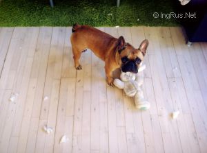 Dog Photo