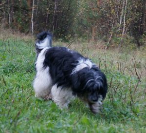 Dog Photo