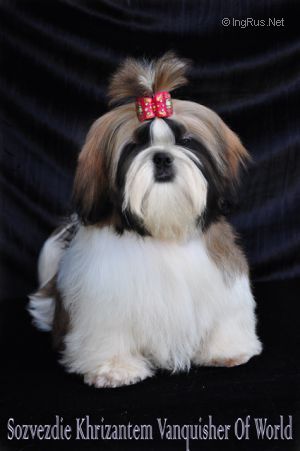 Dog Photo