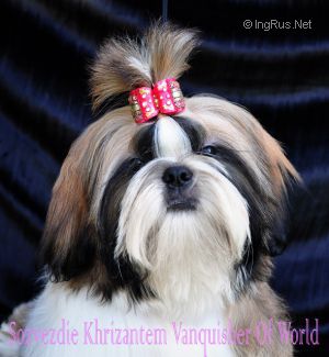 Dog Photo