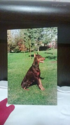 Dog Photo