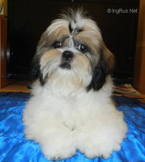 Dog Photo