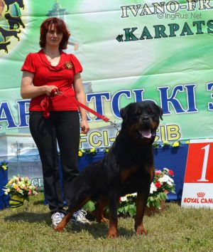 Dog Photo