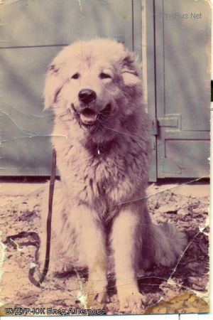 Dog Photo
