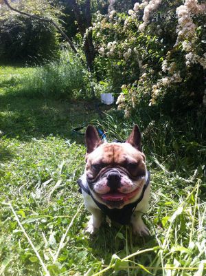 Dog Photo