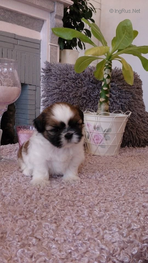 Dog Photo