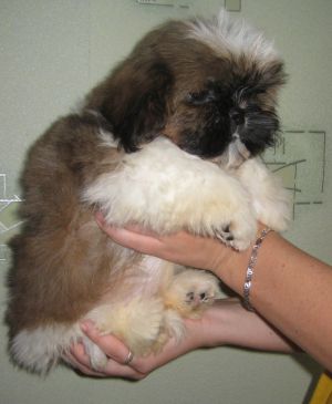 Dog Photo