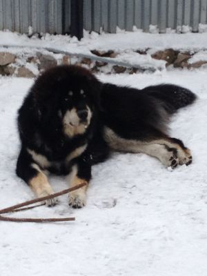 Dog Photo