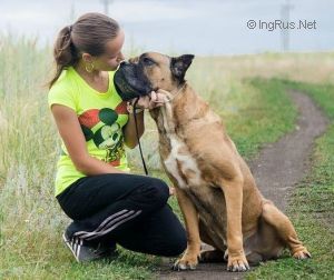 Dog Photo