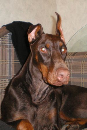 Dog Photo