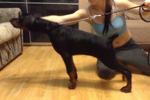Dog Photo