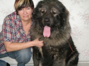 Dog Photo