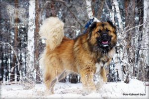 Dog Photo