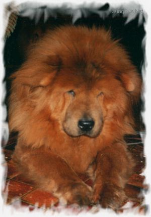Dog Photo