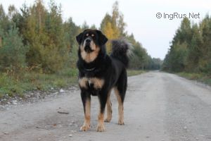 Dog Photo