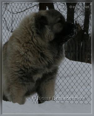 Dog Photo
