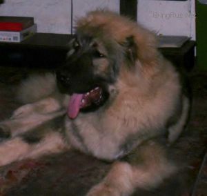 Dog Photo