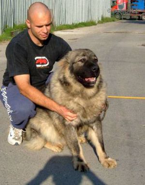 Dog Photo