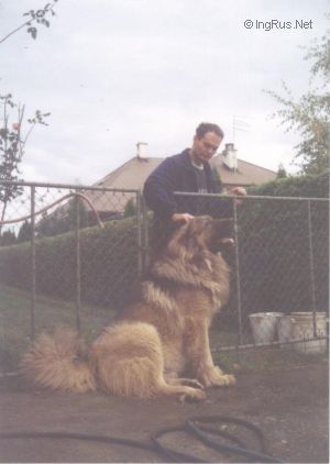 Dog Photo
