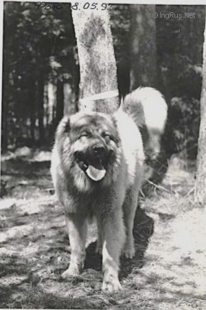 Dog Photo