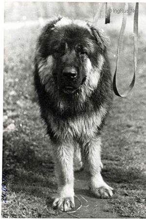 Dog Photo
