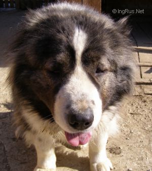 Dog Photo