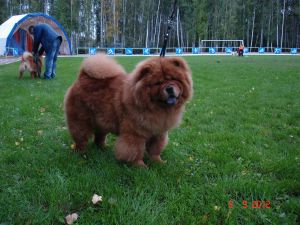 Dog Photo