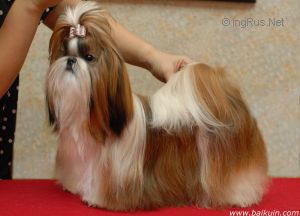 Dog Photo