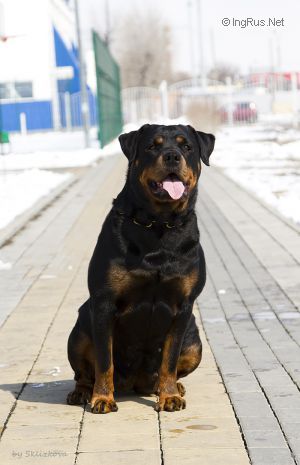 Dog Photo